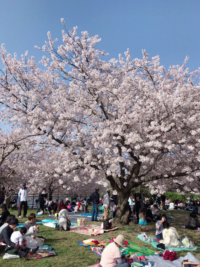 Cherry blossom season near my home.