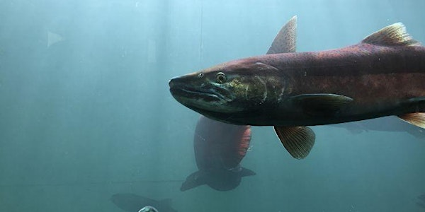 A salmon's journey | Whitehorse Rapids