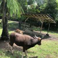 印尼峇里島野生動物園