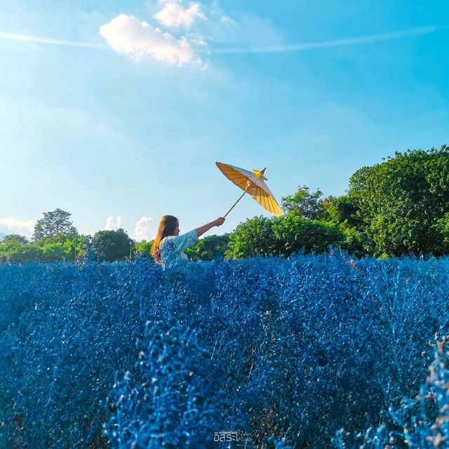 Flower Lovers. CNX | สวนดอกไม้เชียงใหม่​