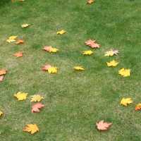 🍁紅葉旺季，人人都想「楓」🍁

