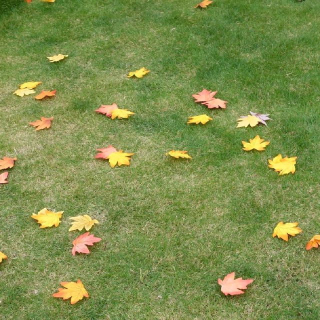 🍁紅葉旺季，人人都想「楓」🍁
