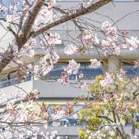 絶叫マシーンと桜の景色