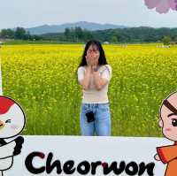 유채꽃이 가득한 5월의 고석정 꽃밭