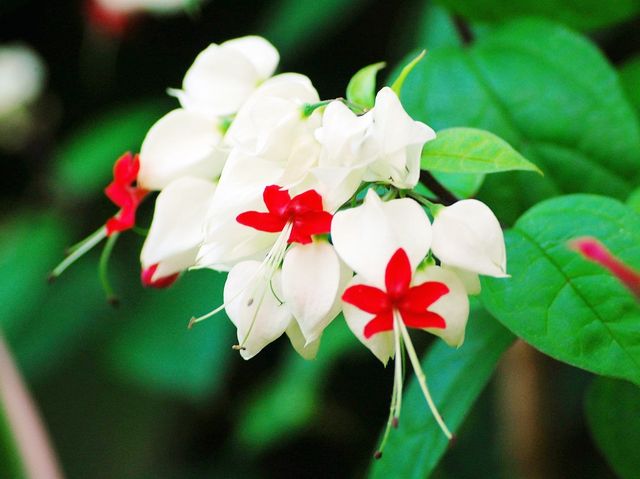 城門谷公園荷花池