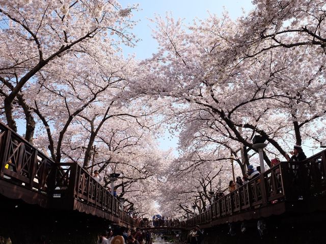 羅曼史之橋釜山余佐川🌸🌸