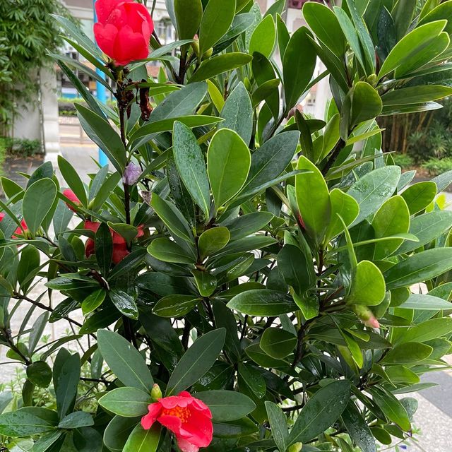 荔枝角公園