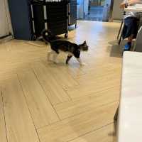 觀塘可愛貓cafe