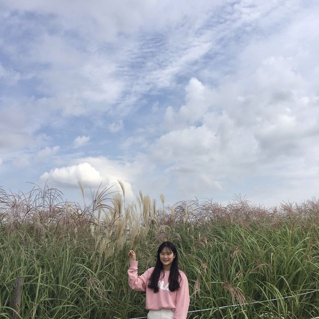 [서울]가을하면 하늘공원의 계절 | 트립닷컴 서울 [서울]가을하면 하늘공원의 계절 | 트립닷컴 서울 