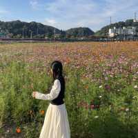 드넓은 백일홍, 코스모스, 황하코스모스 꽃밭을 한번에 볼 수 있는 명소 