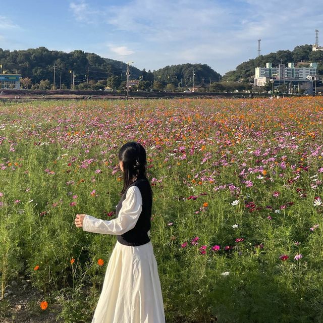 드넓은 백일홍, 코스모스, 황하코스모스 꽃밭을 한번에 볼 수 있는 명소 