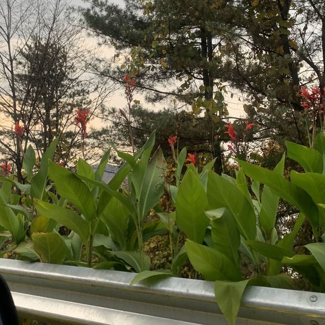 대통령 별장 청주 청남대에서 가을 꽃구경 대통령 별장 청주 청남대에서 가을 꽃구경
