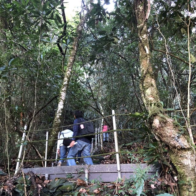 梨山//希利克步道