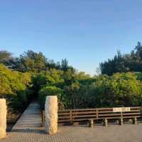 桃園觀新藻礁生態系野生動物保護區