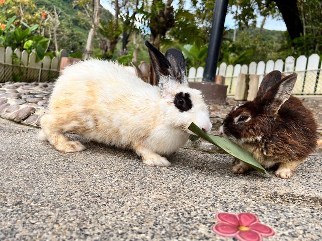 🐇 ร้านโพรงกระต่าย Rabbit Hole AT Phuket🐇