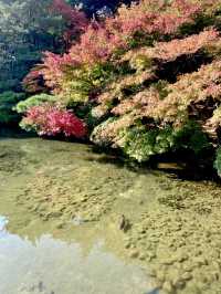 山口県🍁これからの時期が1番オススメ！紅葉スポット🍁【長府庭園】