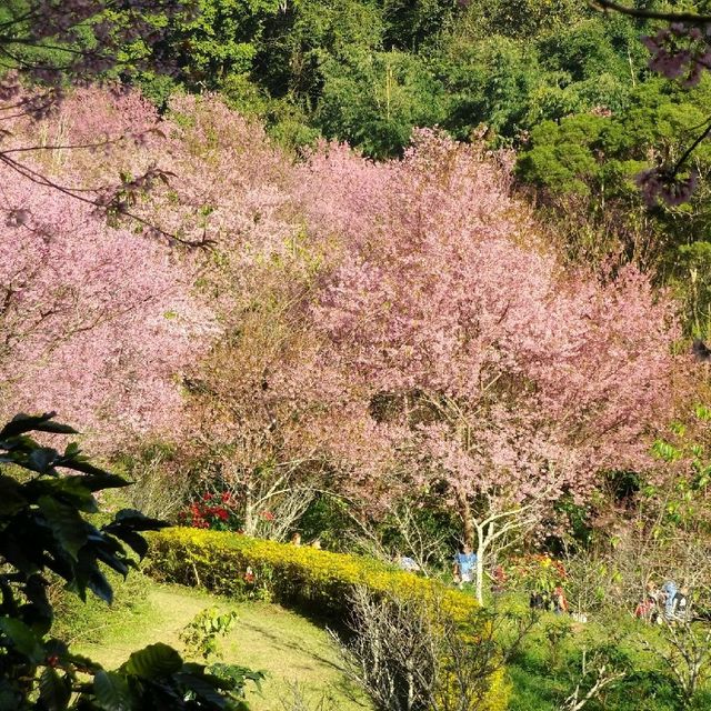 สถานีวิจัยและศูนย์ฝึกอบรมเกษตรที่สูงขุนช่างเคี่ยน