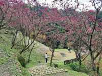 【桃園】復興景點-悠然秘境小屋賞櫻