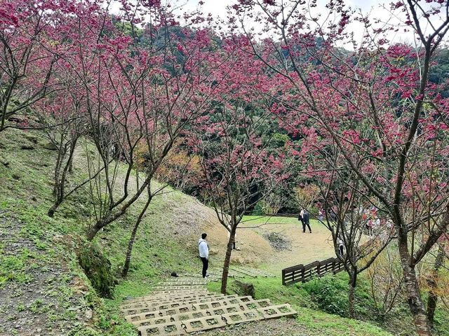 【桃園】復興景點-悠然秘境小屋賞櫻