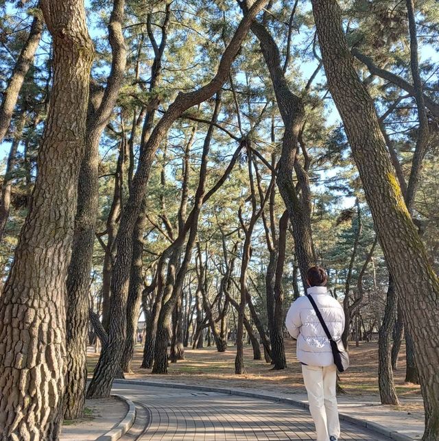 💚경주 대릉원: 찬란한 황금빛 그자체💚