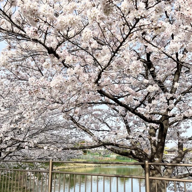 【花博記念公園 鶴見緑地】桜満開🌸🌸🌸