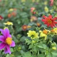 Spring vibes at Haizhu Wetland Park