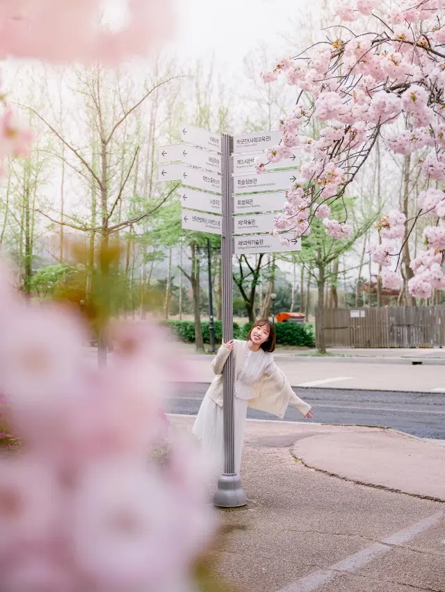 겹벚꽃 숨은 맛집 ERICA캠퍼스🌸