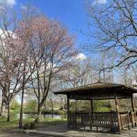 満開の桜！