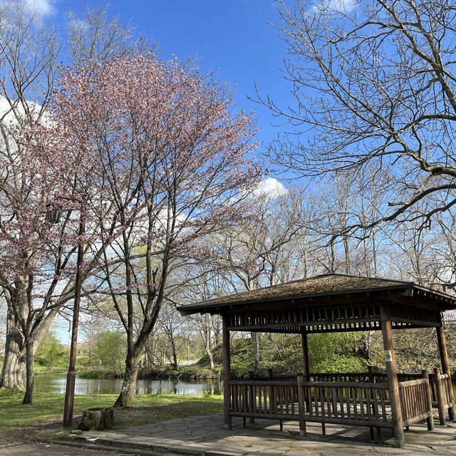 満開の桜！