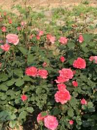 중랑천, 서울장미축제🌹