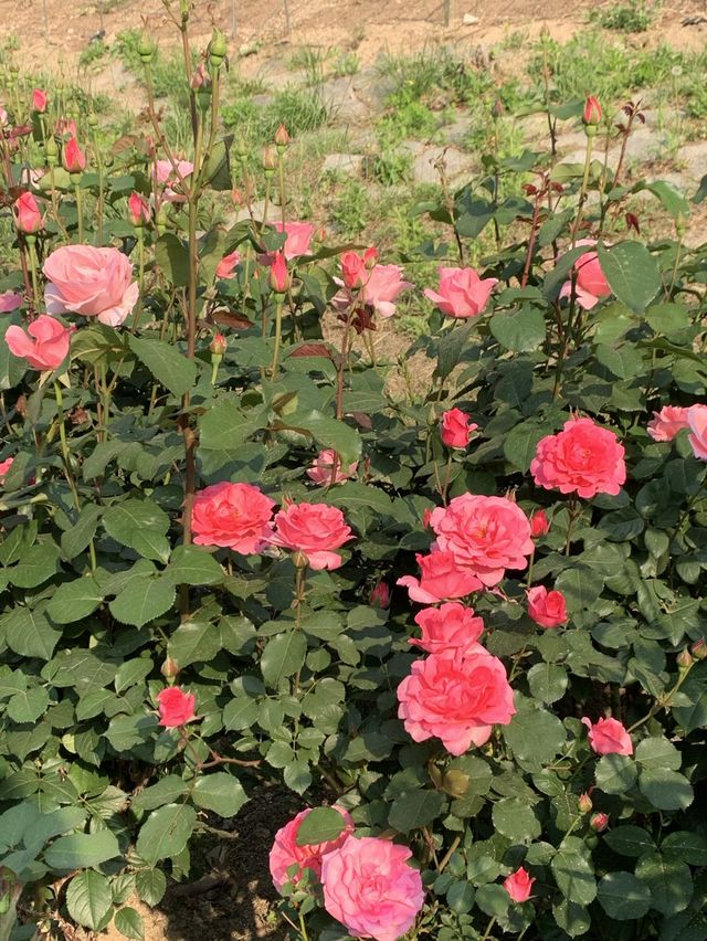 중랑천, 서울장미축제🌹
