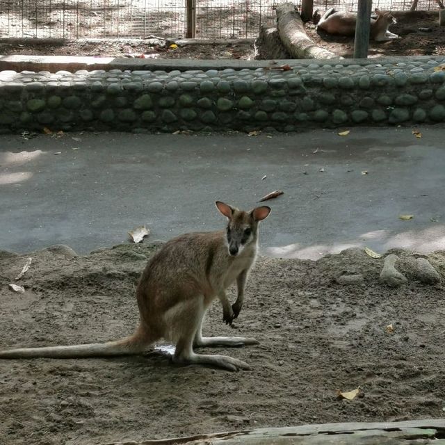 Exploring Bali Zoo😃