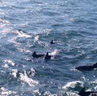 去日本近距離睇野生海豚🐬🐬🐬