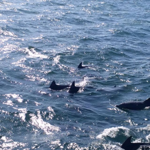 去日本近距離睇野生海豚🐬🐬🐬
