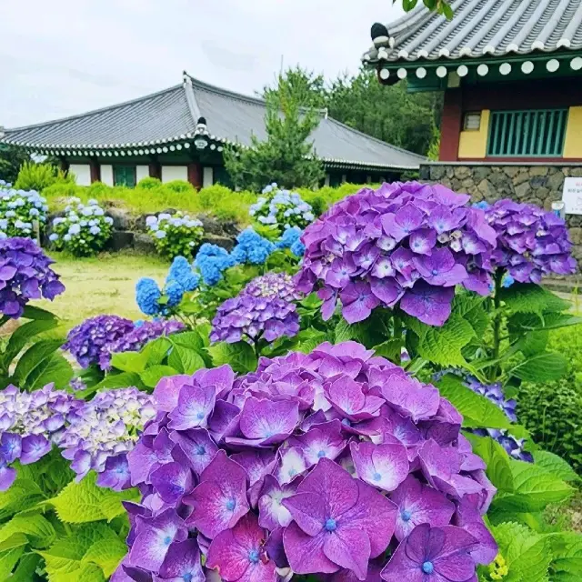 한옥과 수국을 같이 볼수 있는 곳 