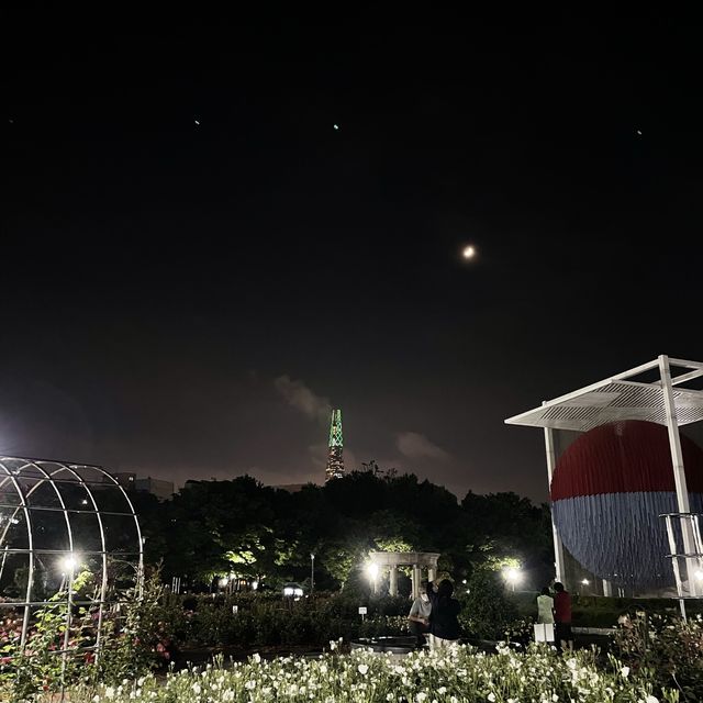 밤에도 예쁜 매력적인 장미공원🌹