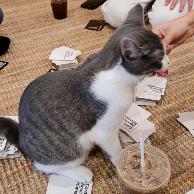 캐나다 고양이 카페 