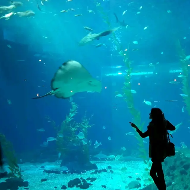 ชมโลกใต้ท้องทะเล ที่ Jeju Aqua Planet 🦈🐠🐙🐡🐟