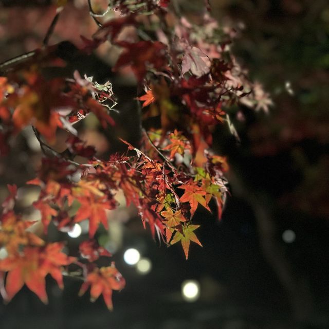 【太宰府】竈門神社の紅葉ライトアップ🍁