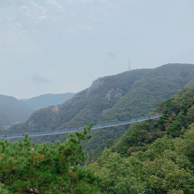 출렁이는 원주 소금산 출렁다리⛰️