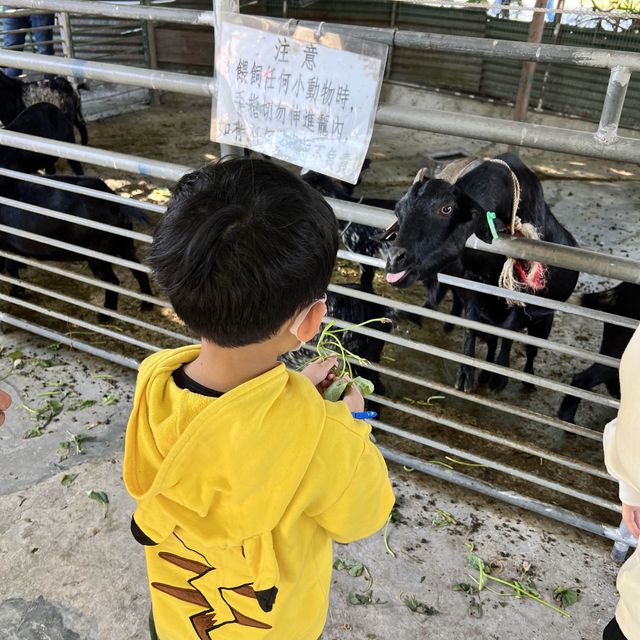 錦田鄉村俱樂部摘士多啤梨，燒嘢食