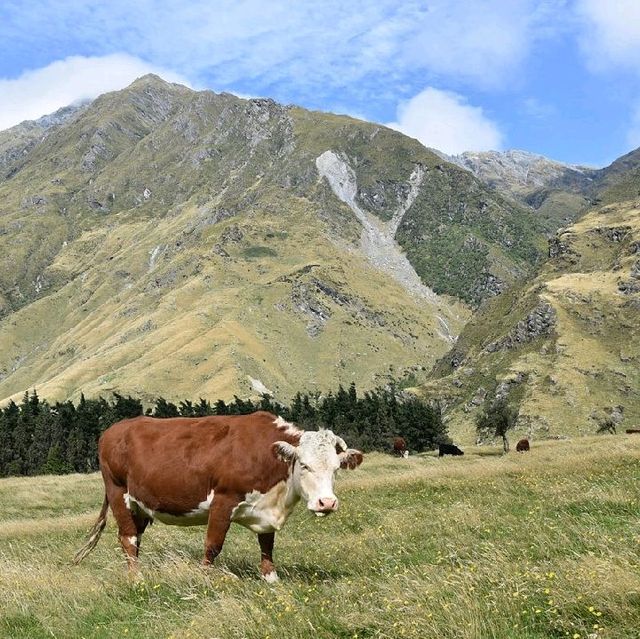 West Matukituki Track West Matukituki Track