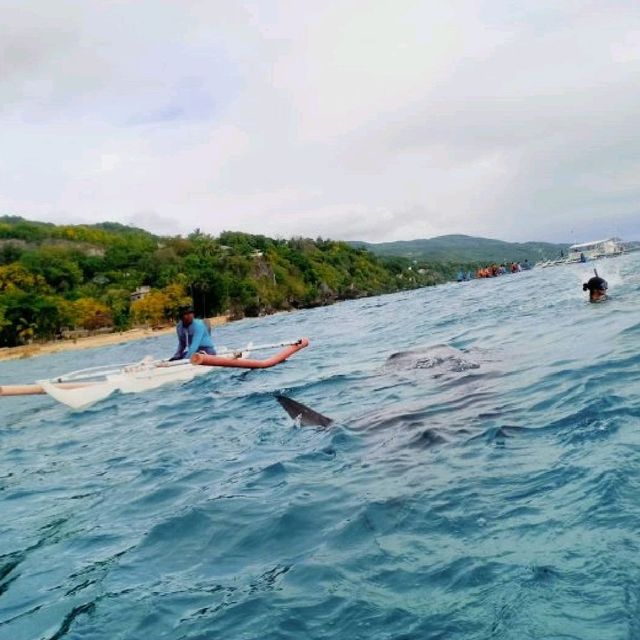 Whale Shark Watching in Oslob