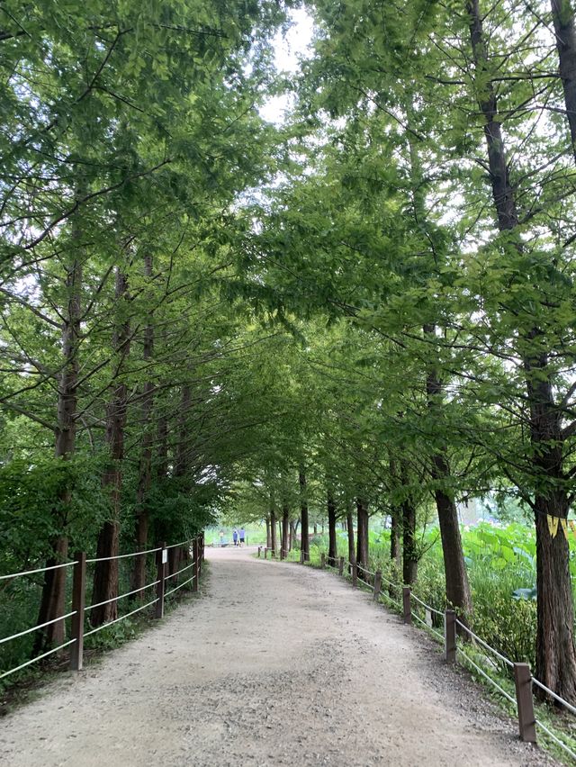아름다운 연꽃 드라이브 :: 양평 세미원🌸