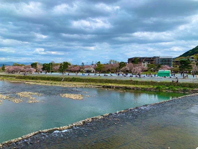 京都　KYOTO SAKURAめぐり❗️渡月橋から嵐山公園中之島地区まで散策してみた！