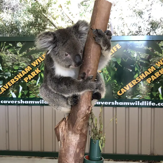 親親樹熊🐨抱抱袋熊🐻