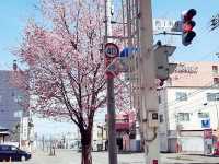 花的季節｜北海道賞花旅