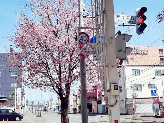 花的季節｜北海道賞花旅