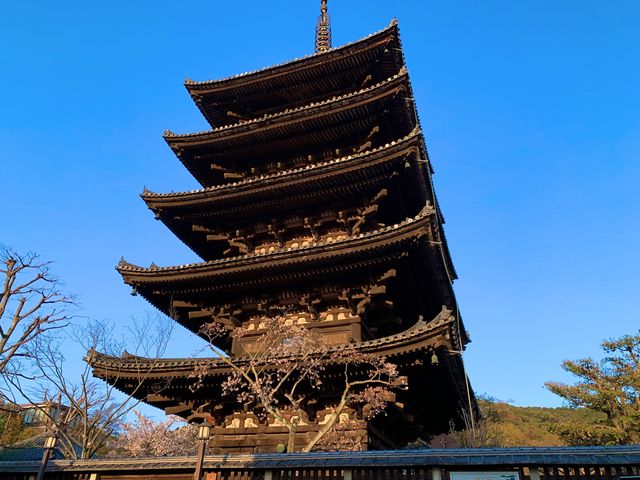 京都　京都散策旅　八坂の塔の桜とのコラボに感動❗️