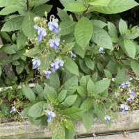 賞花好地方「蝴蝶灣公園」